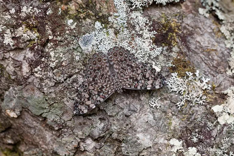 A identificar - Família Nymphalidae - Chapada dos Veadeiros/GO
