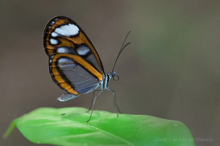 Oleria antaxis machadoi - Borboleta de asas transparentes, popularmente conhecida como "asas de vidro" - Família Nymphalidae / Ithomiinae - Serra do Navio/AP