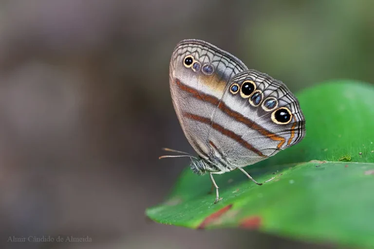 Cissia myncea - Família Nymphalidae - Serra do Navio/AP