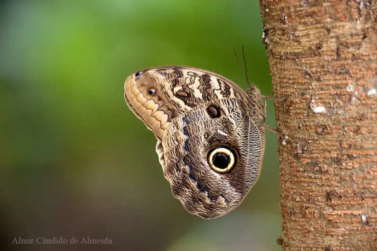 Caligo illioneus - Família Nymphalidae - Belém/PA - Identificação: Igor C. Seligmann