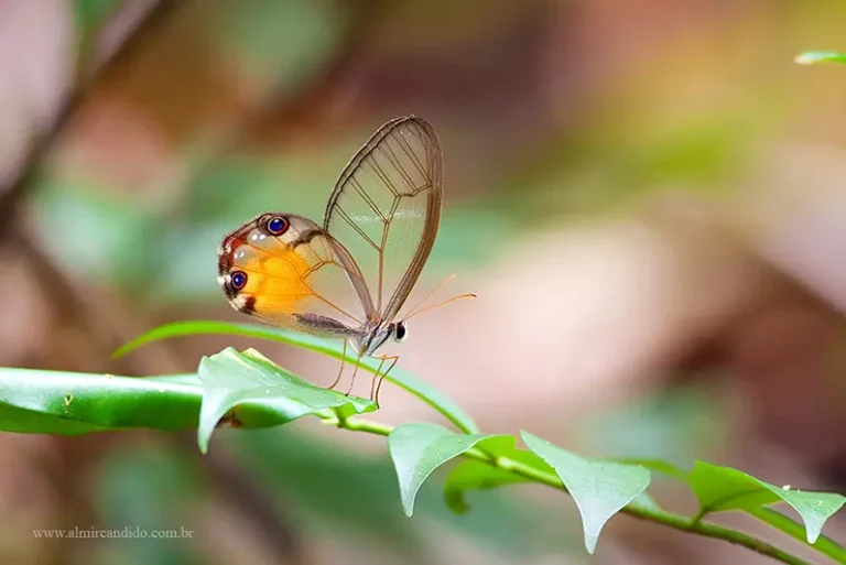 Haetera piera - Santo Antonio do Tauá/PA - Trata-se de uma borboleta relativamente comum, endêmica da Floresta amazônica. Voa e pousa sempre rente ao solo, nas folhas caidas no chão ou em folhas de pequenos arbustos.