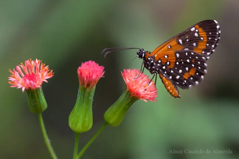 Stalachtis phlegia (Cramer, 1779)