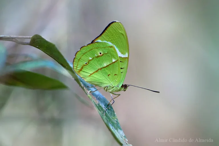 Nessaea hewitsonii hewitsonii / Hewitson's Olivewing - Família Nymphalidae - Serra dos Carajás/PA - Identificação: André V. L. Freitas - Esta linda borboleta é endêmica da Amazônia. Relativamente comum, é arisca, sendo mais fácil fotografá-la usando uma lente tele do que uma macro. Existe dimorfismo entre macho e fêmea, mas só na parte dorsal das asas. Na parte ventral, como na foto acima, ambas são idênticas.