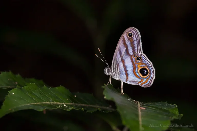 Chloreuptychia hewitsonii (A. Butler, 1867)