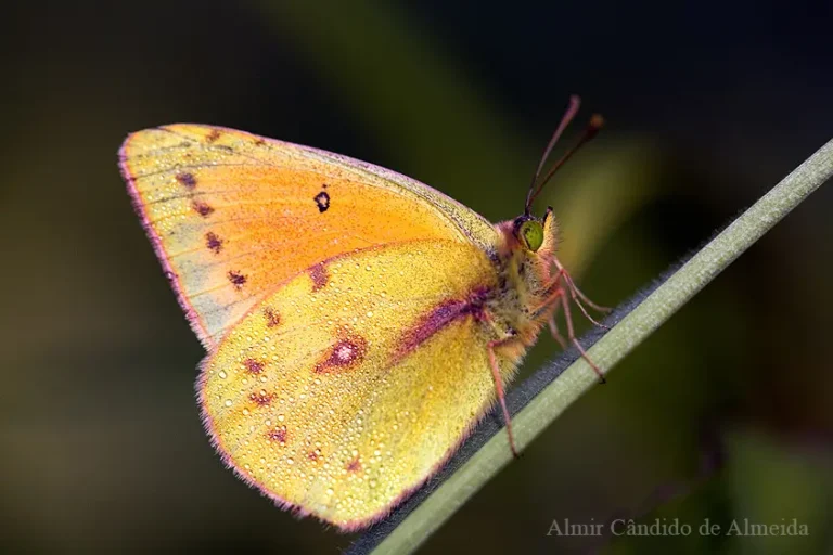Colias lesbia