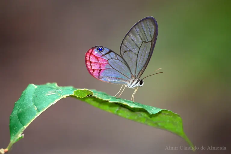 Cithaerias aurora - Família Nymphalidae - Cacaulândia/RO - Identificação: Carla Penz
