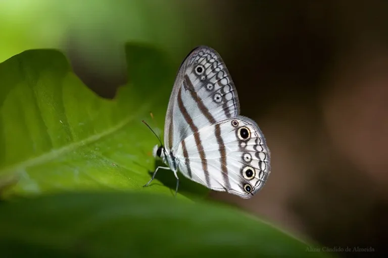 Euptychia mollina - Família Nymphalidae - Santa Izabel do Pará/PA