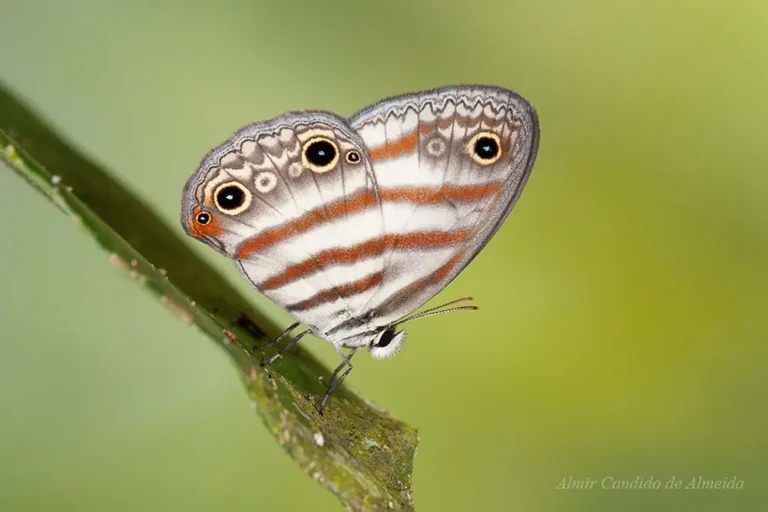 Euptychia westwoodi