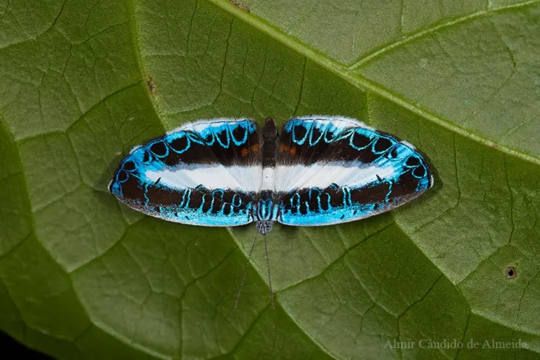 Nymphidium mantus (Cramer, 1775) - Mantus Metalmark
