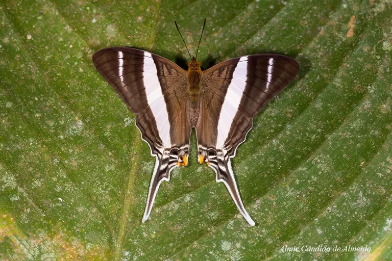 Marpesia orsilochus