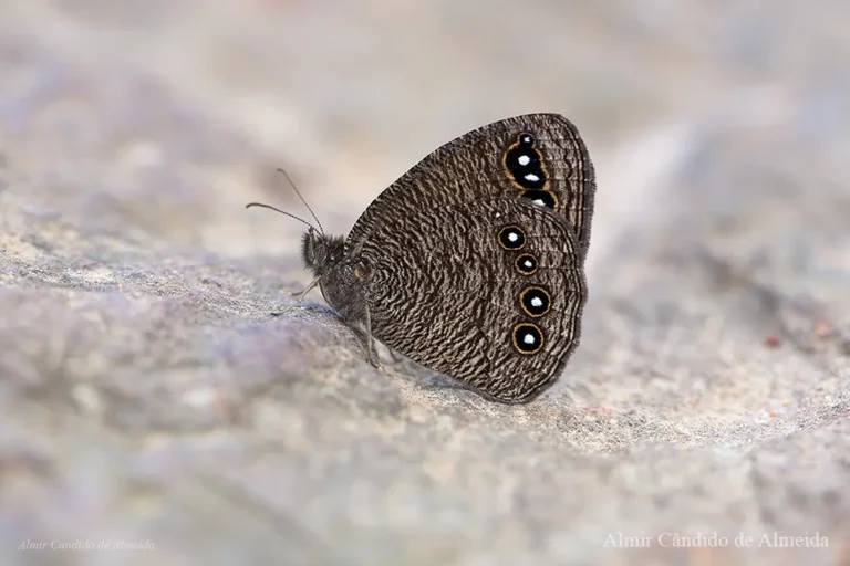 Godartiana luederwaldti - Família Nymphalidae - Serra da Canastra/MG - Identificação: André Victor Lucci Freitas - Esta borboleta é endêmica do bioma Cerrado. Já avistei este bicho em algumas áreas diferentes da Serra da Canastra - MG, sempre associada a afloramentos rochosos.